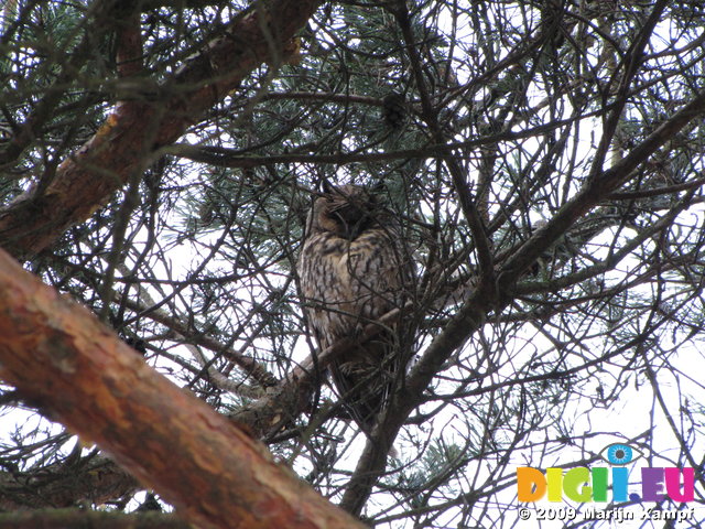 SX02860 Long-eared owl (Asio Otus) in 'Owl tree' Soesterduinen